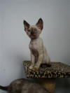 Seal Tortie Point