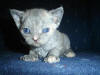 Blue Tortie